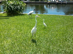 Part of the waterfront lifestyle is the birds!